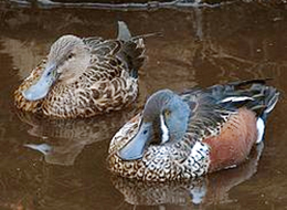 Australasian Shoveler - Anas rhynchotis